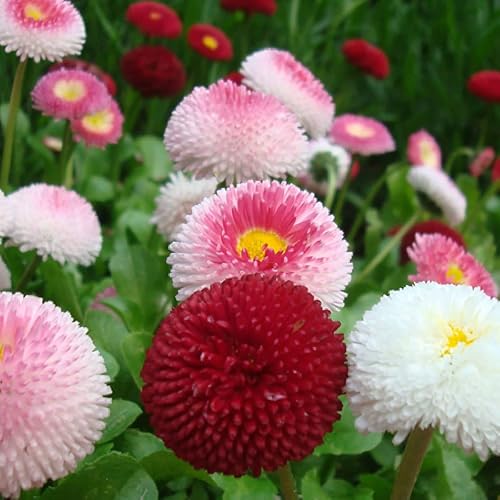 Miniatura 6 de Semillas English Daisy Mix (Bellis Perennis) Pompom Marguerite Flores anuales para plantar