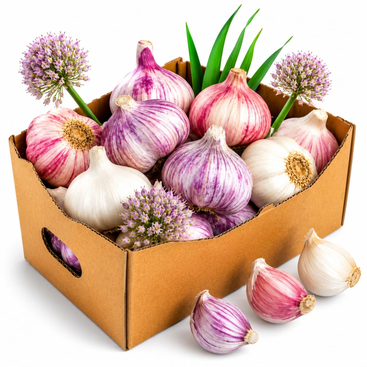 4-5 Mixed Garlic Bulbs for Fall Planting by YOKEBOM