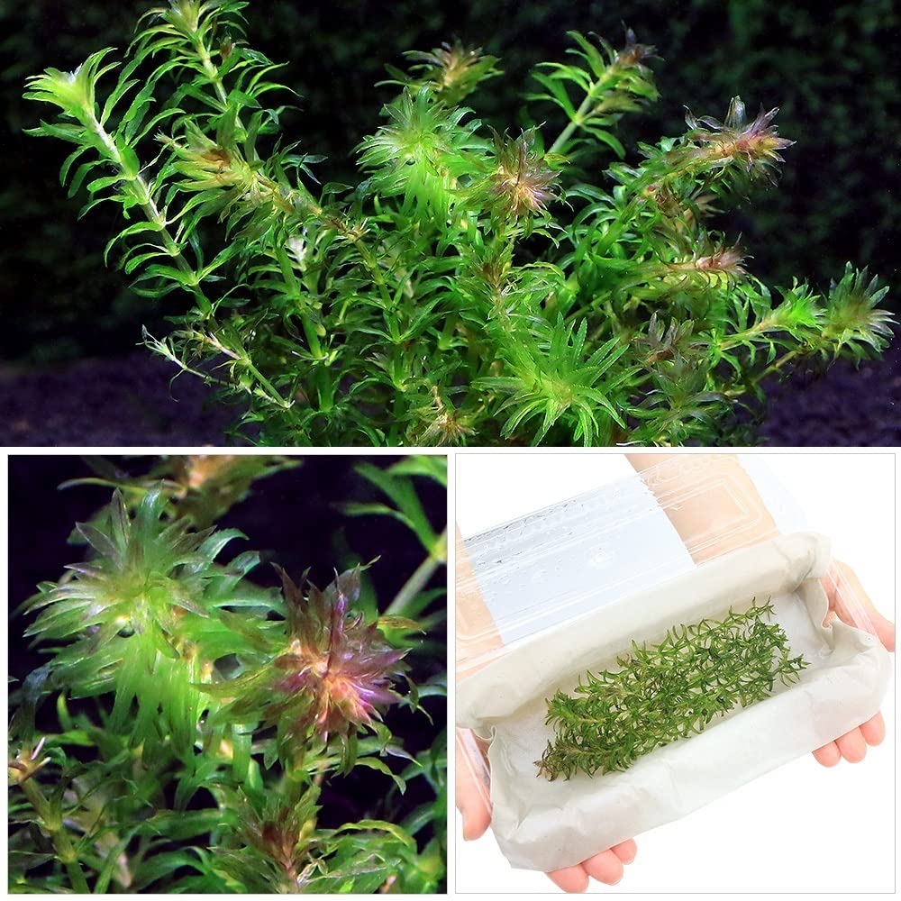 Amazon.co.jp: （水草）クロモ（水中葉）（無農薬）（6本） : ペット用品