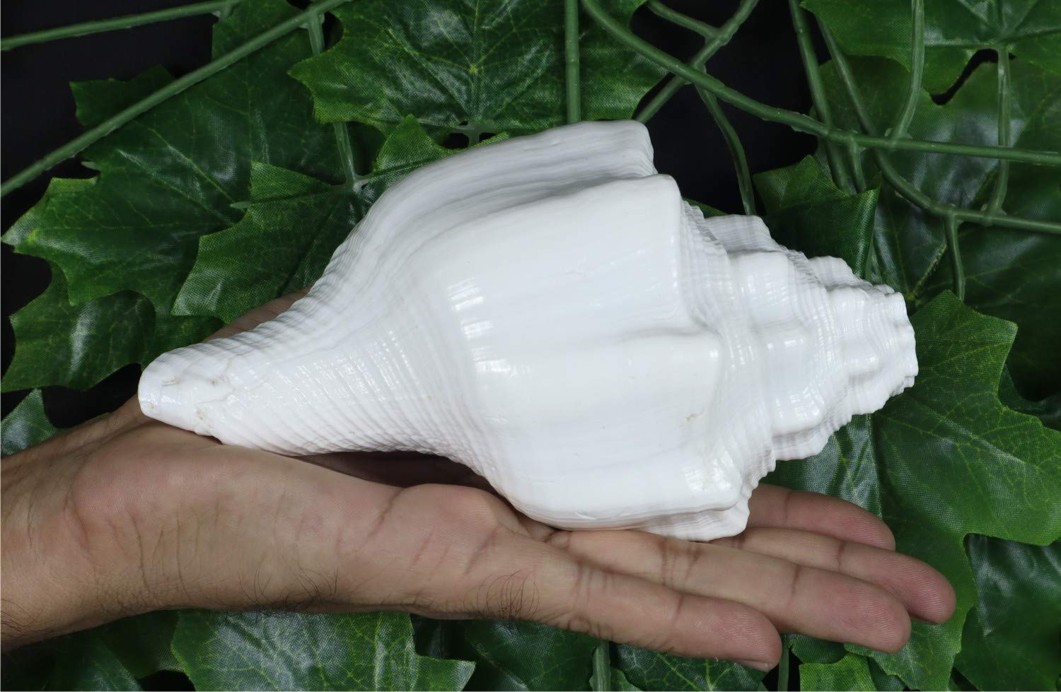 ASHIRWAD Blowing Shankh Vamavarti Dattatreya - Conch Shell - Puja Ritual - Shankhnaad (Shankh-07)