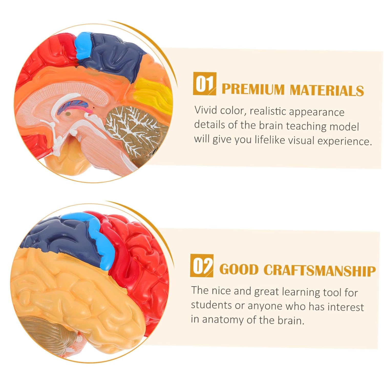 Gatuida Vivid Human Brain Teaching Model Half Brain Structure for Craftsmanship for Students and Educators