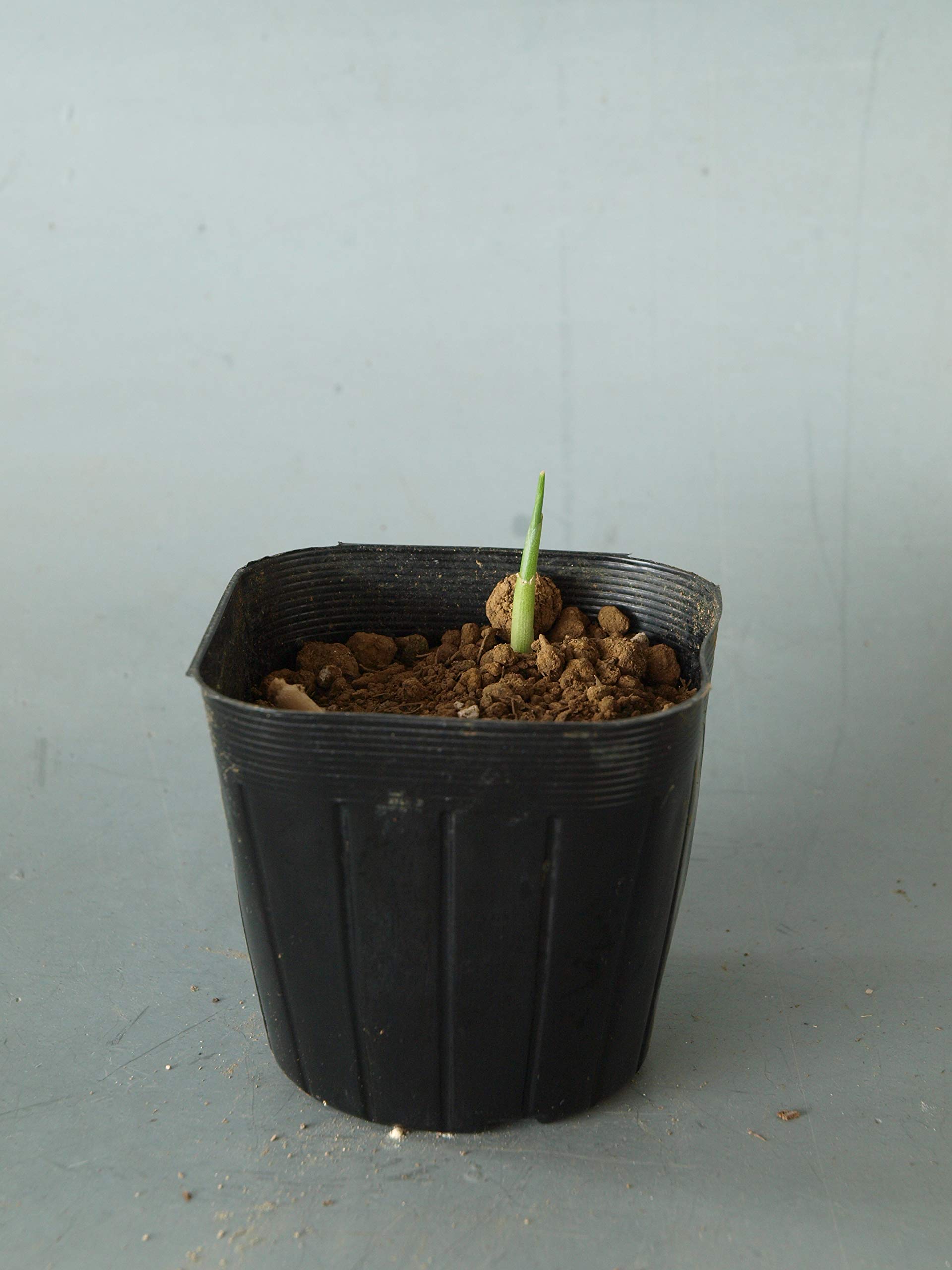 Amazon.co.jp: はなみどり たくさん芽が出るみょうが 苗 2株