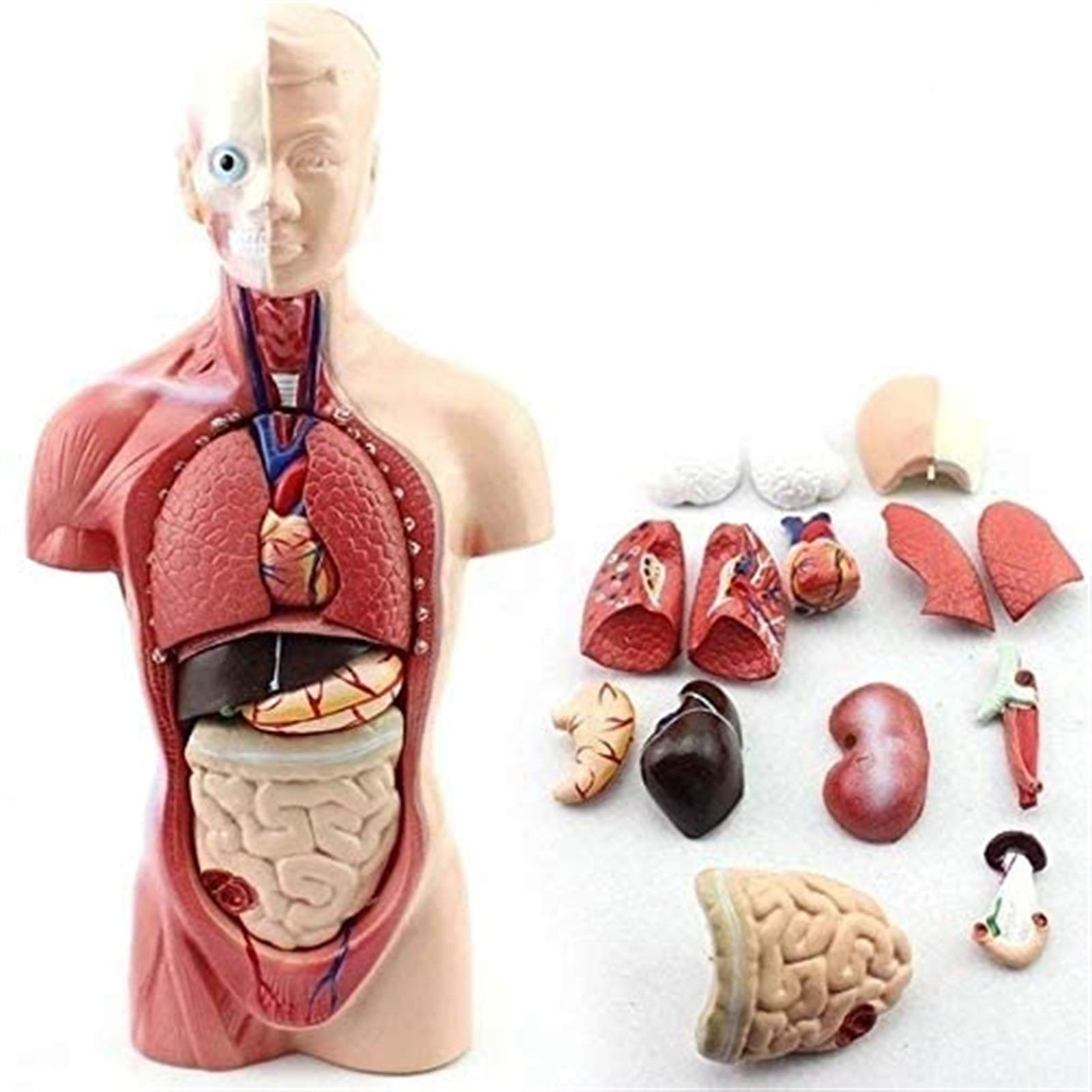Model Badawczy 1 UDS 28cm Model Człowieka, Anatomia, Anatomia Serca, Kości, Trzewnica Medyczna, Materiały Dydaktyczne I Uczniowie