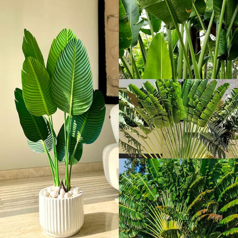 Air Purifying Plants-Traveller Palm Plant (Pack of 2 Healthy live plant)-image-45