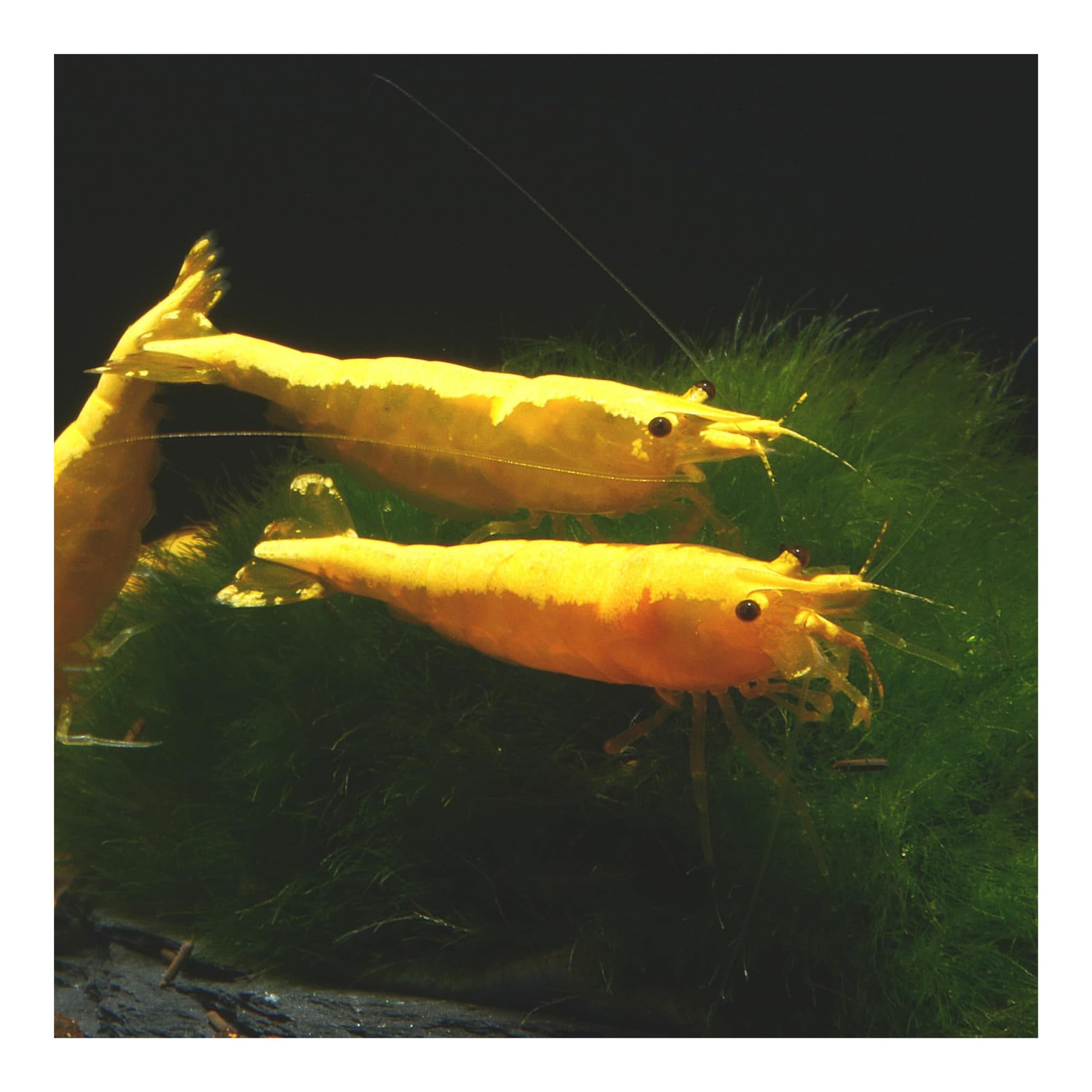 10 x Yellow Golden Top Zwerggarnele, Neocaridina davidi, Yellow Neon Rückenstrich Garnele, für Einsteiger, leicht zu pflegen und zu züchten