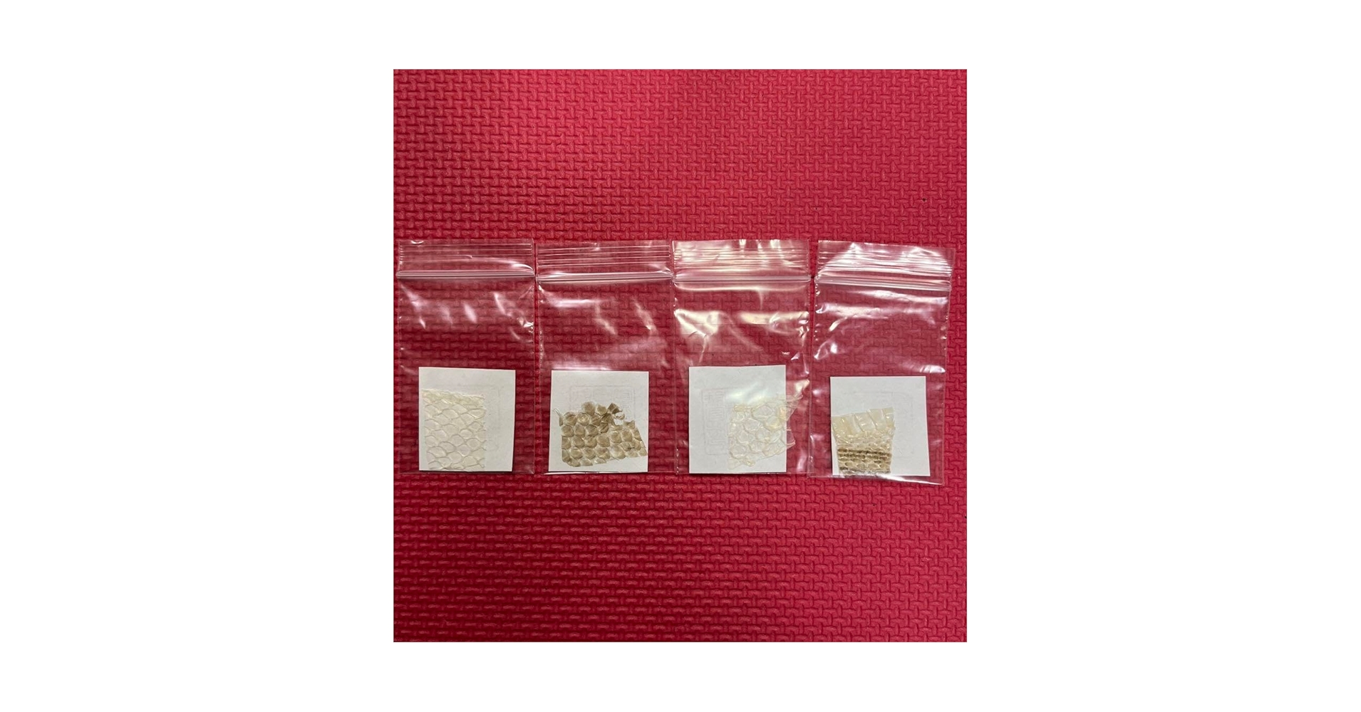 Amazon.co.jp: ジャパンスネークセンター 蛇の抜け殻 4枚 E