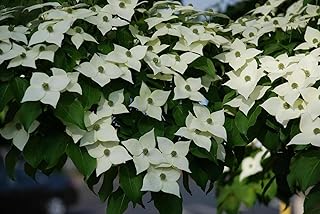1 Live Kousa Dogwood Tree | 2-3' in an ABP Container
