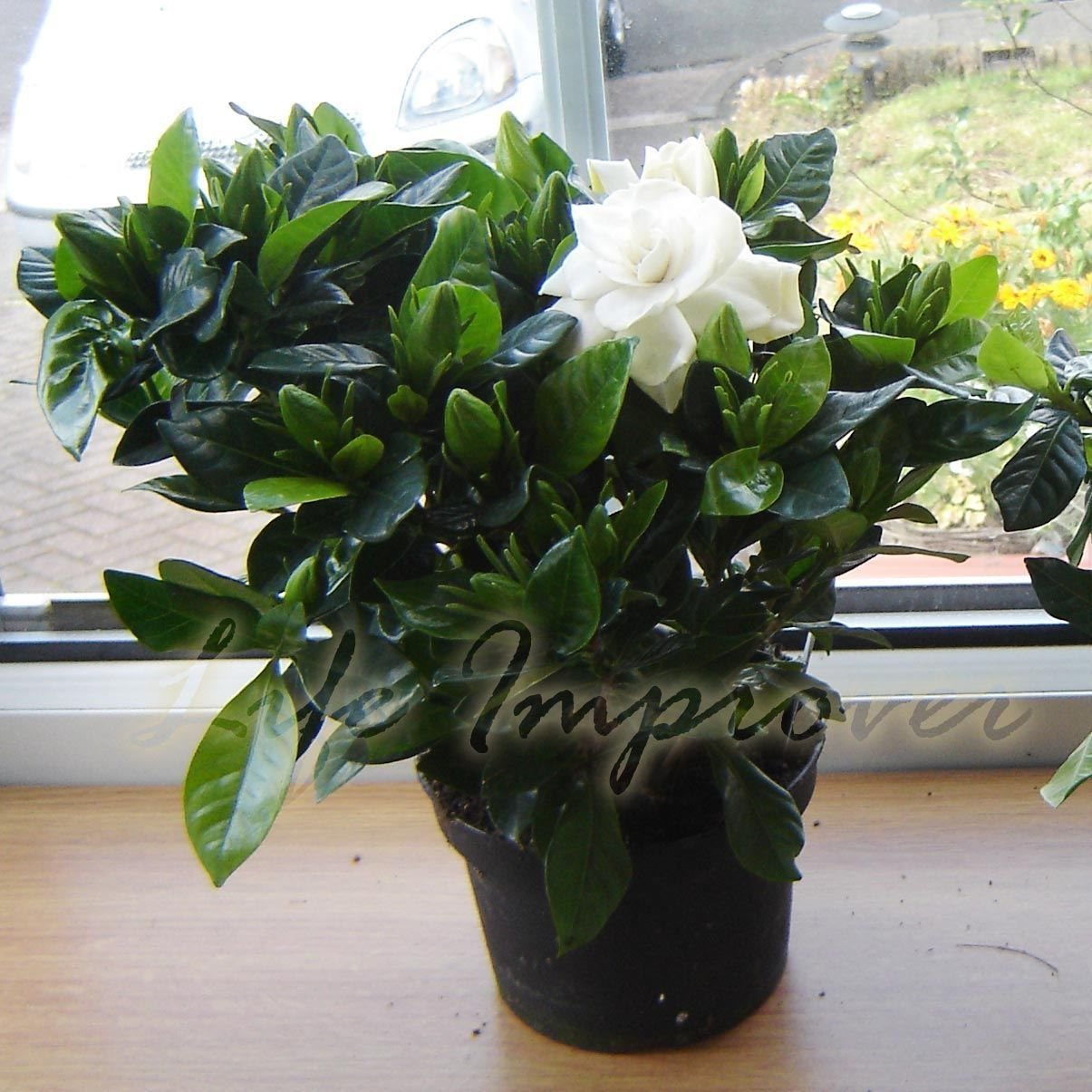 1 SCENTED GARDENIA JASMINE EVERGREEN INDOORN HOUSE PLANT IN POT GARDEN - Medium Gardenia
