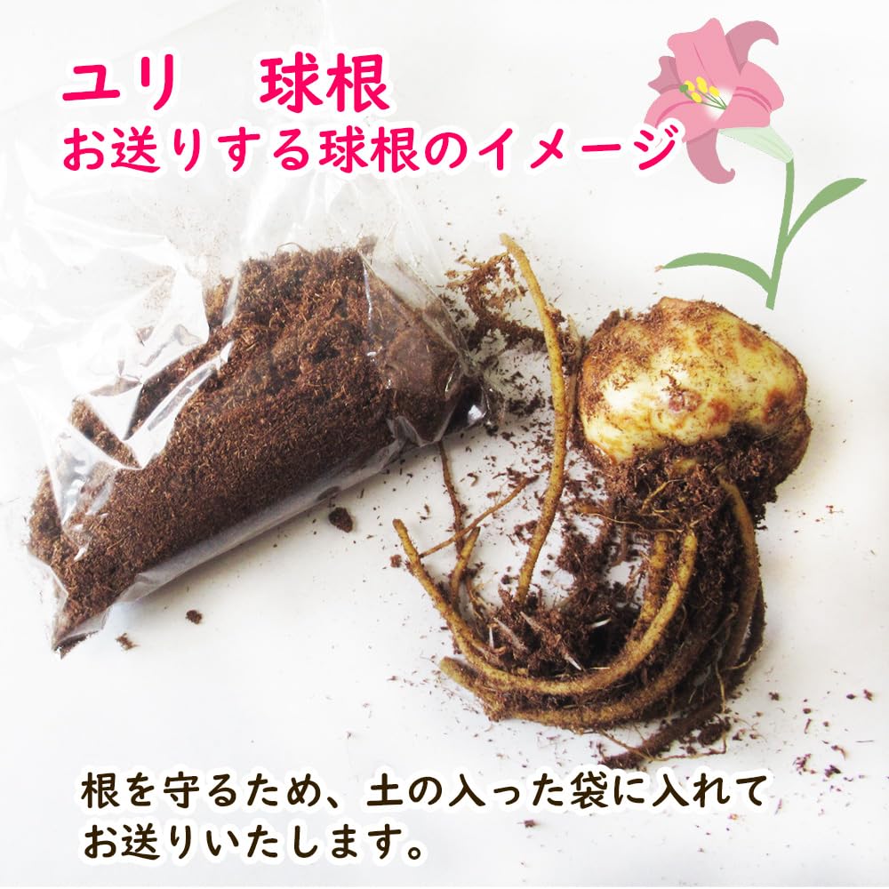 Amazon.co.jp: 「 八重咲オリエンタルリリー 球根 【 1. アミスタッド