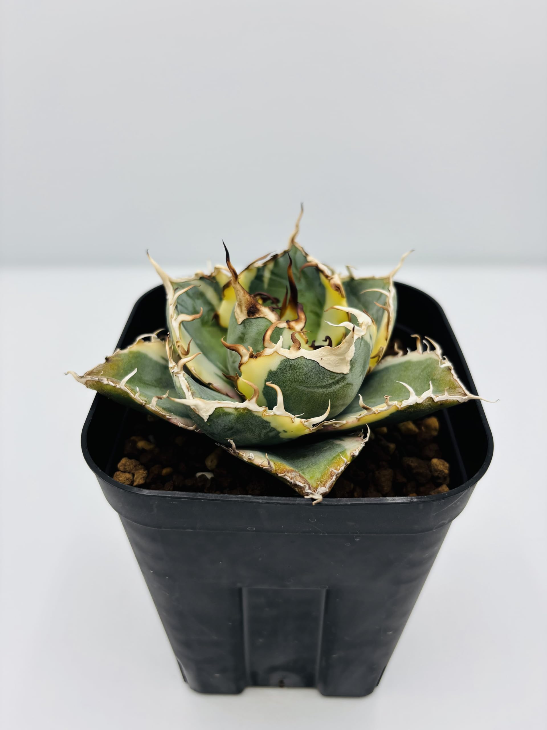 Amazon｜アガベ チタノタ 白鯨 (ハクゲイ)/ Agave titanota 'White