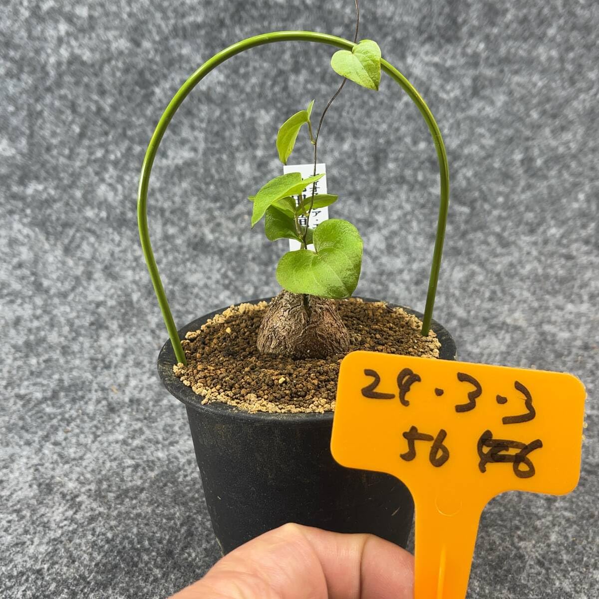 Amazon.co.jp: 鉢ごと発送アフリカ型亀甲竜 Dioscorea