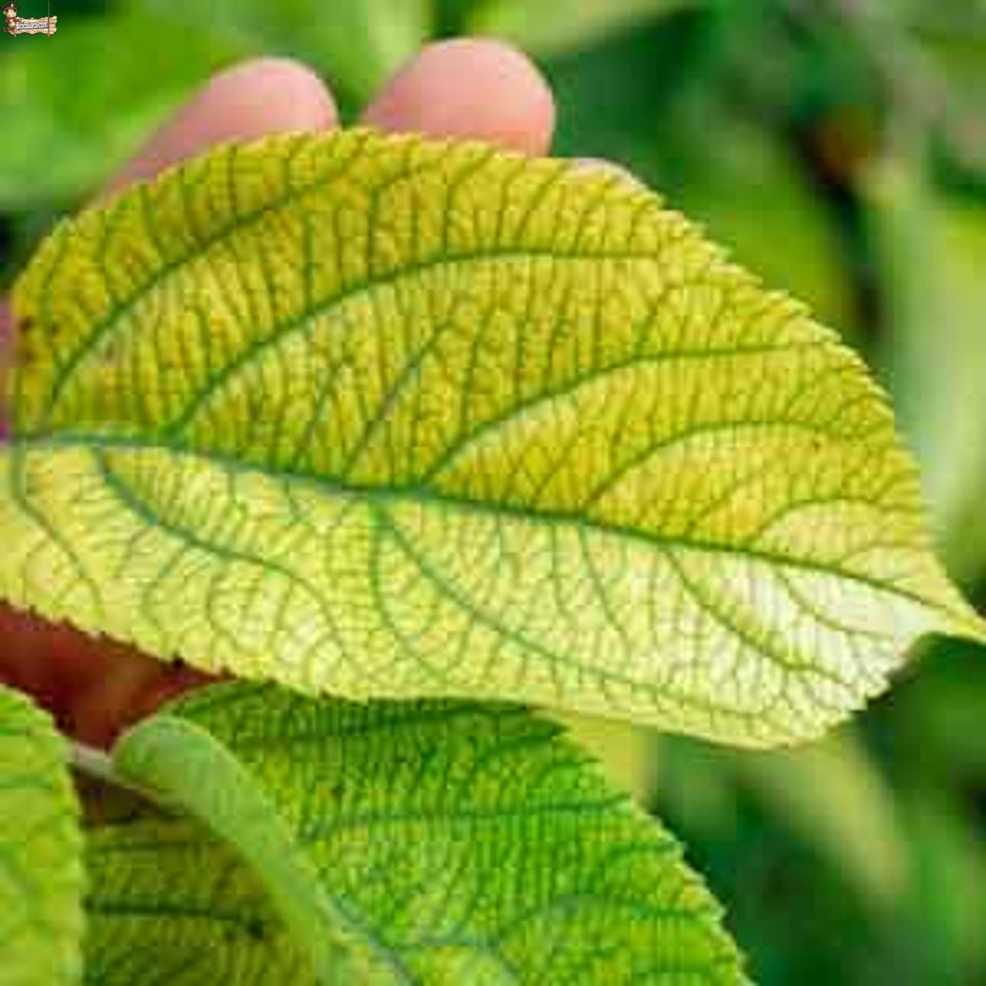 BricoLoco.com Hierro para plantas. ¡¡¡ 25 KGS.!!! Sulfato de hierro granulado reverdeciente para plantas, árboles cítricos, frutales, limonero. Abono hierro contra clorosis férrica. (25 kgs., 1)