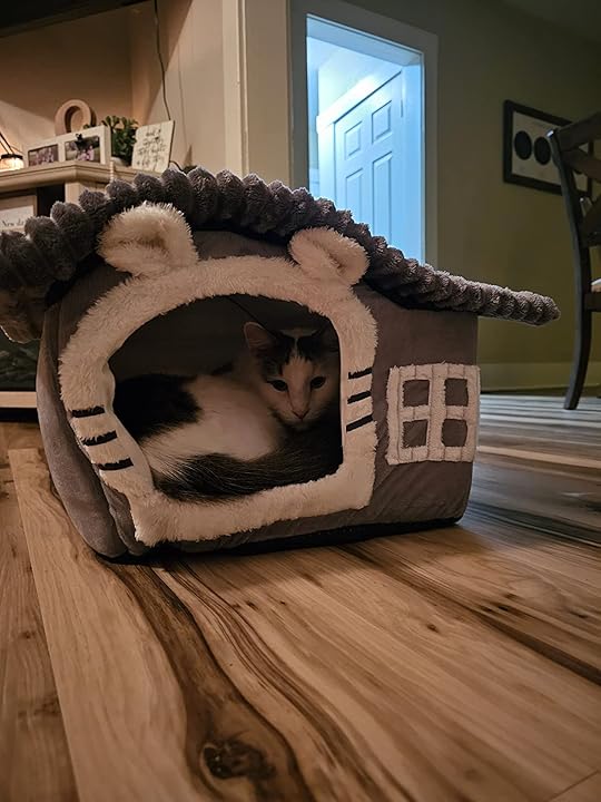 Gatto nella cuccia - recensione cliente