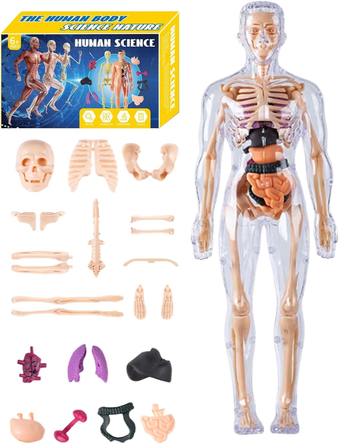 Human Anatomy Model - 3D Learning Tool for Students and Teachers | ABS Build, Detachable Organs and Bone with Realistic Design for School Science, Homeschooling & Classroom Projects, 3.94x11.22 in
