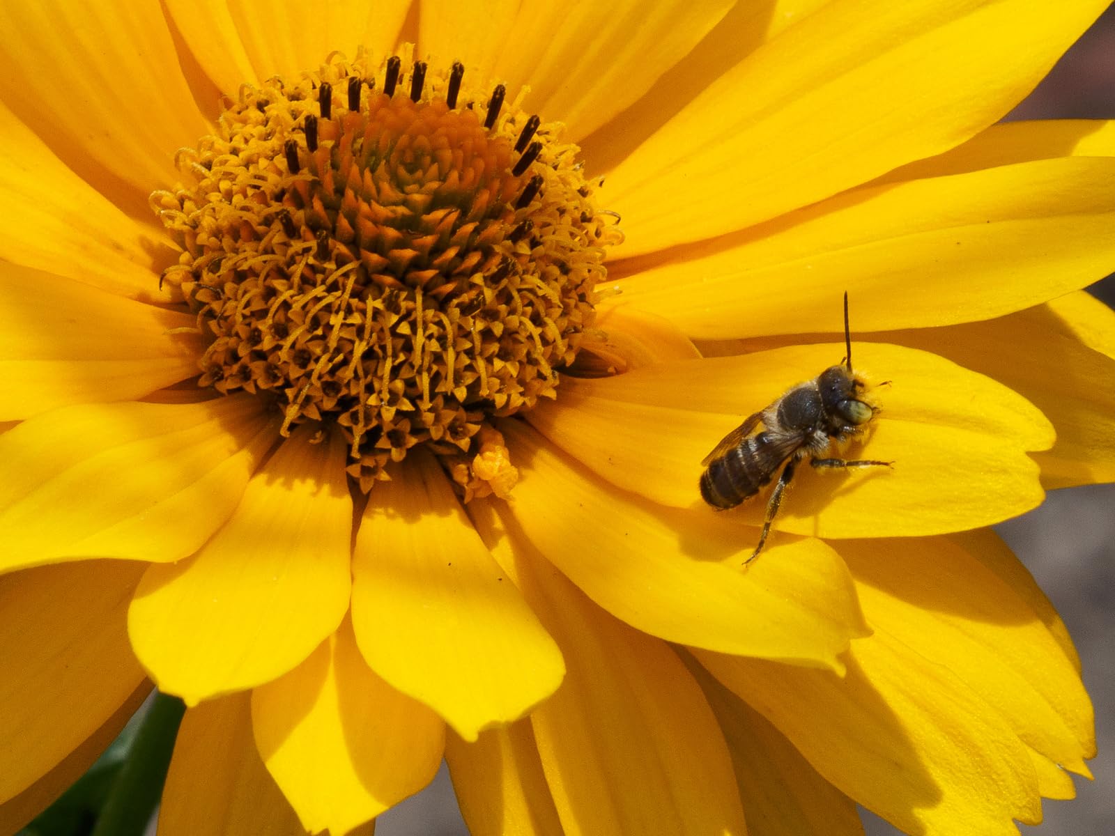 Insektenhotel - Wetterfest - Riesiges gemischtes beidseitig offenes Insektenhotel MKW Nr 1 - Insektenhaus aus massivem Laub- und Nadelholz - für Wildbienen, Marienkäfer & Schmetterlinge - Nisthilfe