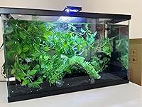 Review Image by Ash Ash