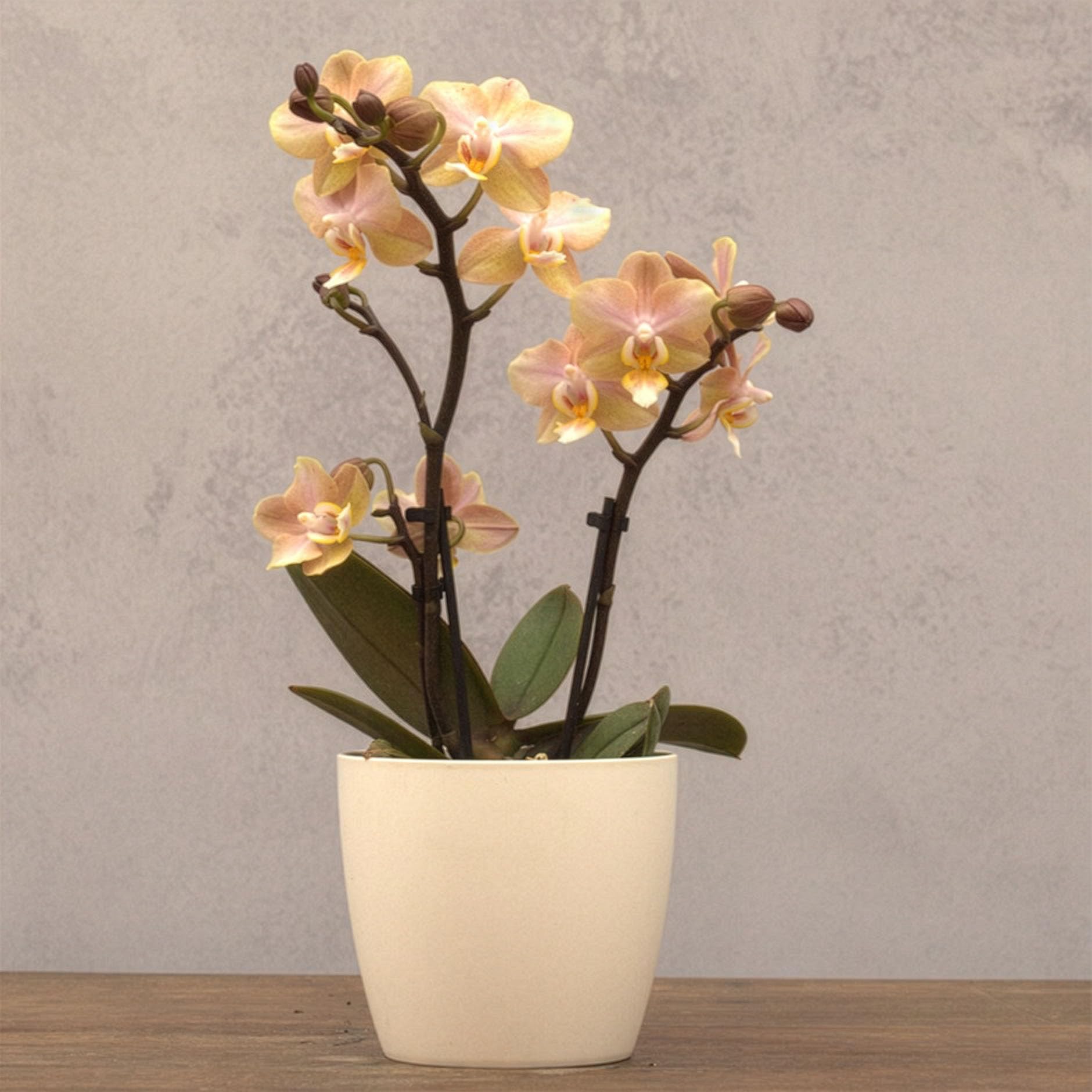 Plant Theory Scented Orchid Gold Aromio Honey Flowering Indoor Plant Phalaenopsis 7cm Pot 25cm Tall