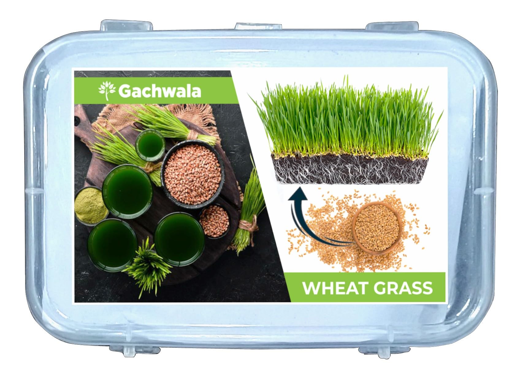Gachwala Hybrid Wheat Grass Seeds (2000 Seeds) - For Wheat Grass Juice | Wheat Grass for Health and Wellness, Chemical Free Pure Organic Wheat Seeds Variety For Growing Wheat - Indoor Cats Grass (B0CFL6R9JW) Amazon Price History, Amazon Price Tracker