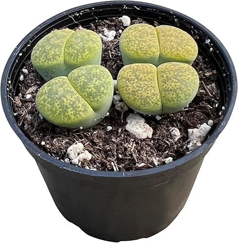 L. lesliei SSP. lesliei v. lesliei Albinica, planta de piedra viva rara totalmente enraizada en maceta de 2 pulgadas, bonita planta suculenta en