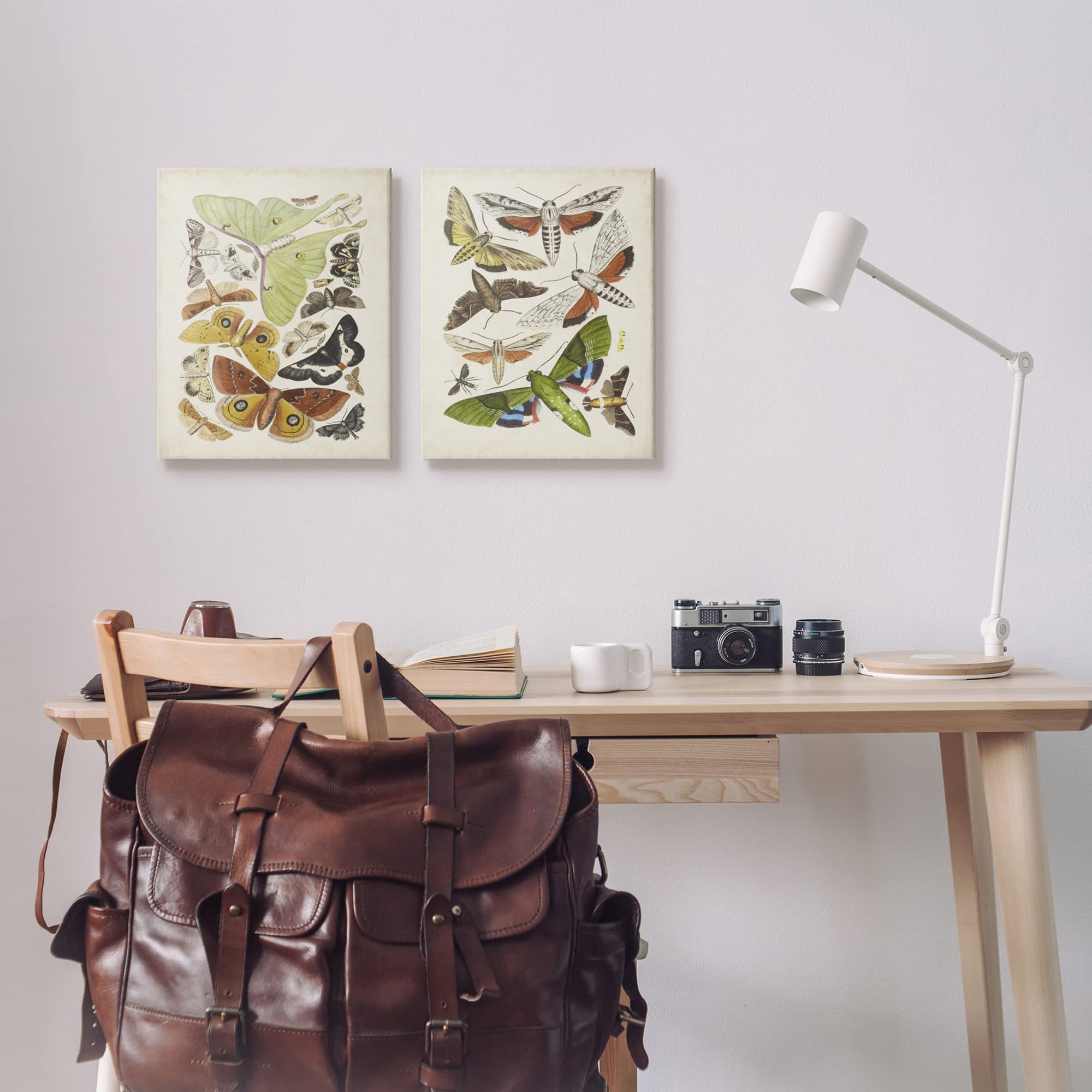 Stupell Industries Vintage Moths Latin Studies 2pc Set Canvas Wall Art, Design by World Art Group