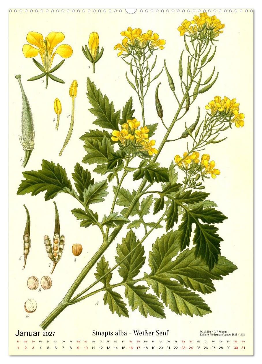 Historische Pflanzenportraits - Heilpflanzen Lithographien von W. Müller (hochwertiger Premium Wandkalender 2027 DIN A2 hoch), Kunstdruck in ... Detailtreue und Farbigkeit. (CALVENDO Natur)