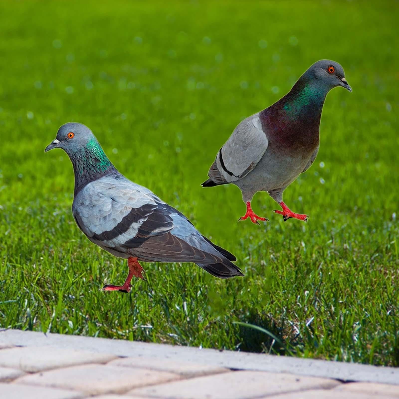 2 Statue di Piccioni da Giardino, Statuette di Uccelli da Inserire nel Terreno, Sculture di Animali Realistiche per Decorazioni da Giardino, Patio