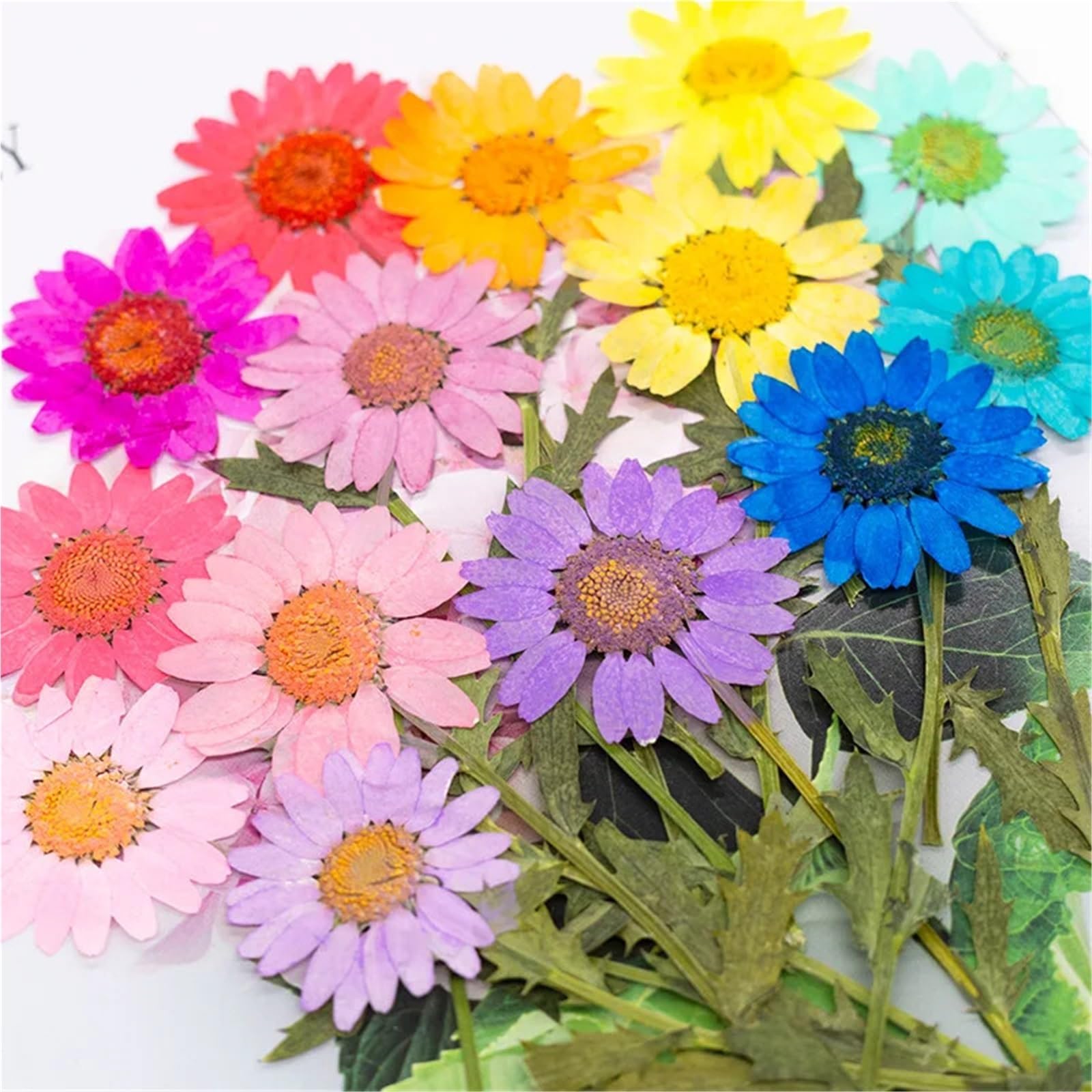 Flores Secas Prensadas 60 Piezas de Flores secas con Tallo