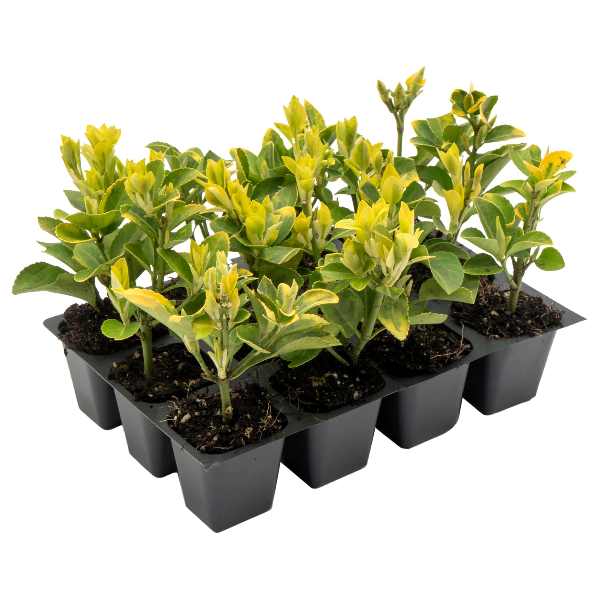 12 Golden Euonymus Shrubs