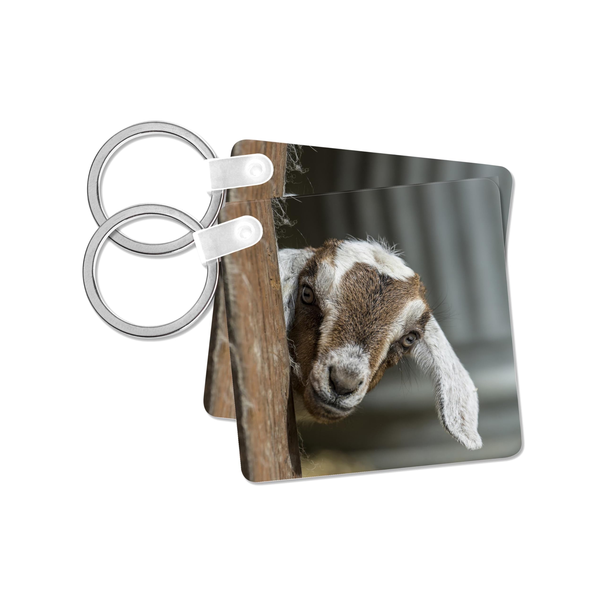 3dRose, 12 day old mixed breed Nubian and Boer goat kid, set of 2 Key Chains