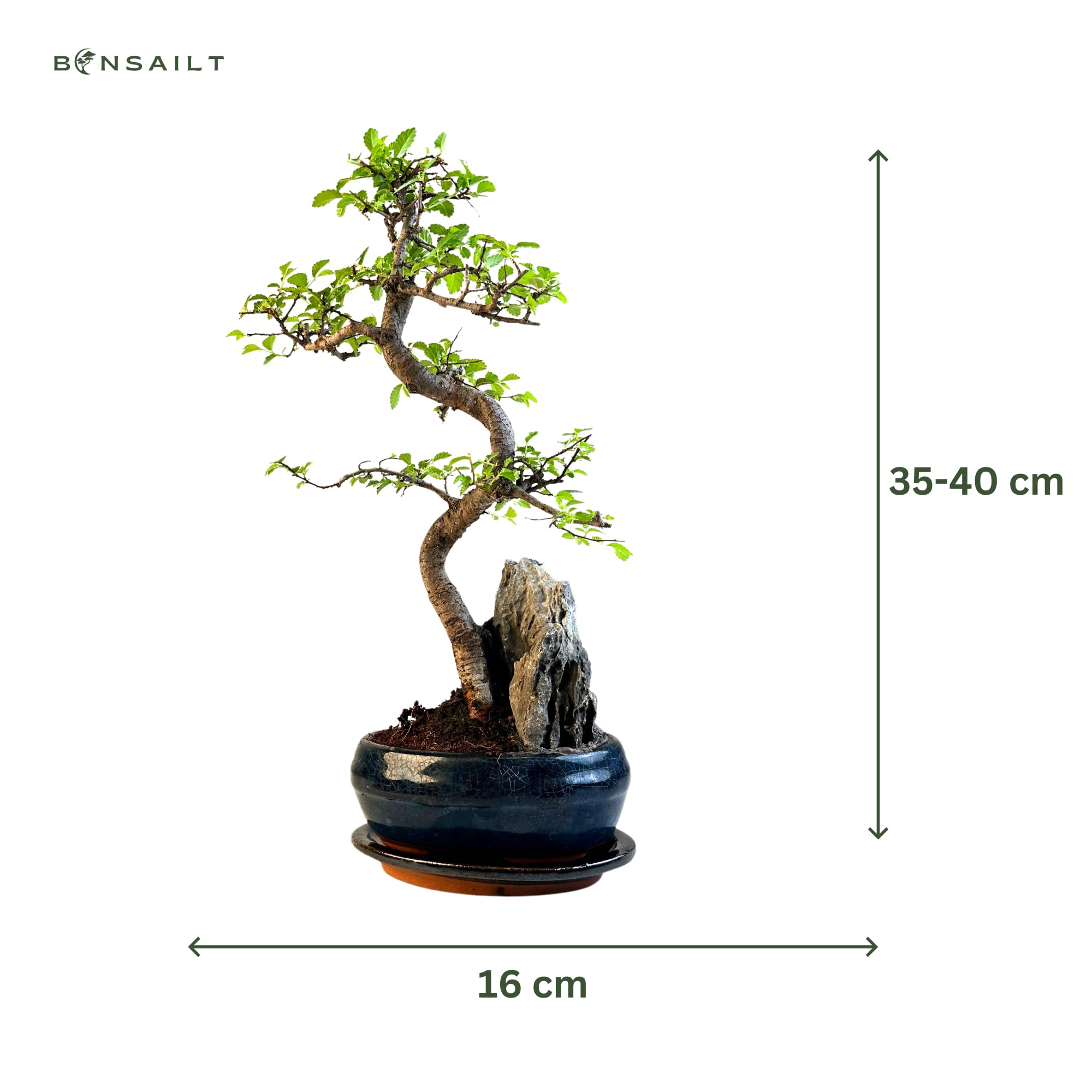 Deko Bonsai Baum Chinesische Ulme Bonsai 8-9 Jahre Alt - 35-40 Cm Hhe Mit  Keramiktopf, Pflegeleichte Zimmerpflanze