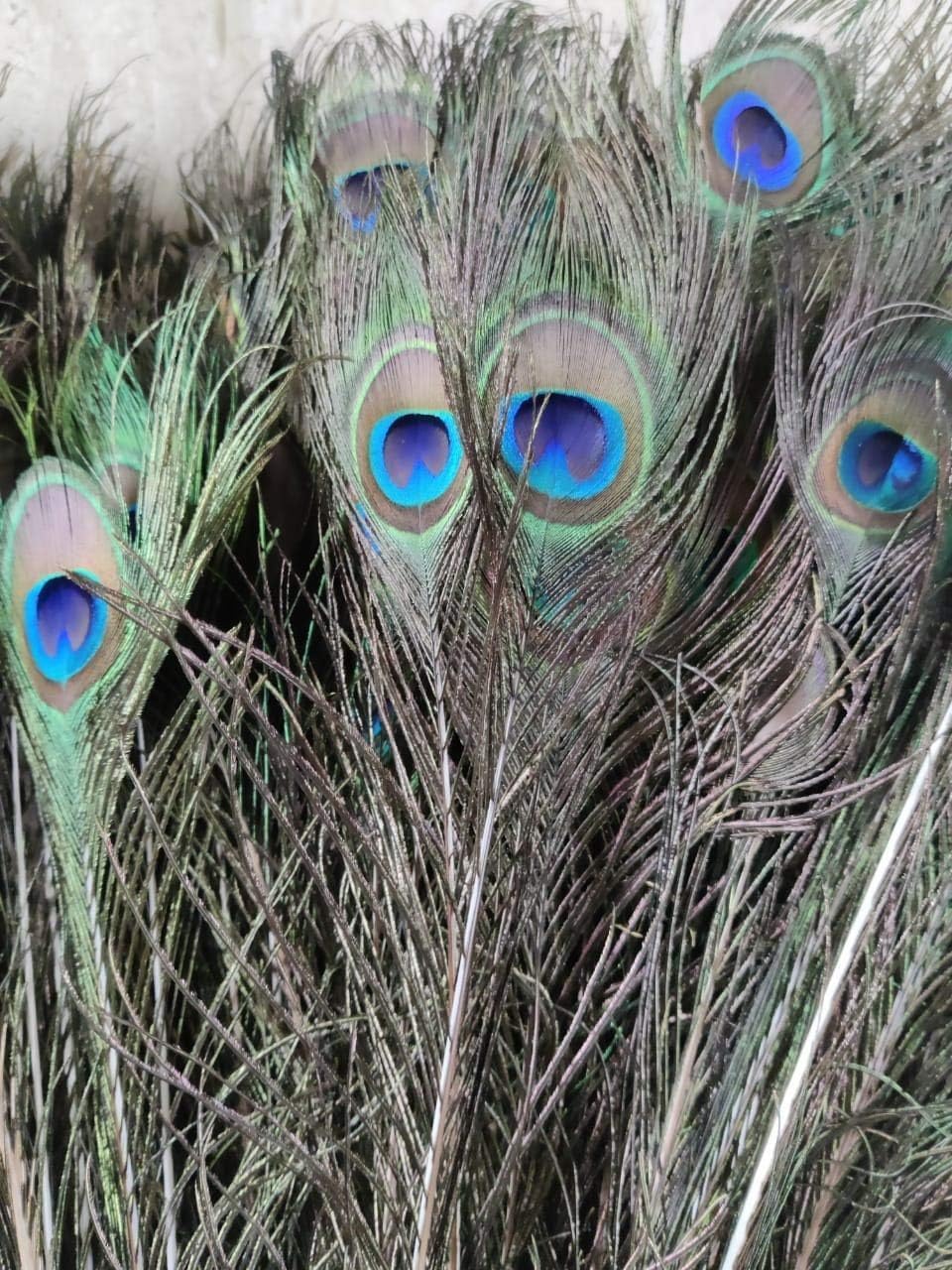 Natural Peacock Feathers, 35-40 Inch Original Tail Feathers for Home Decor, Pack of 10