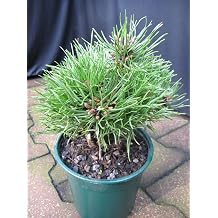 Pinus densiflora Edsal Wood - Japanese Dwarf Grotpine Edsal Wood - 15-20 cm