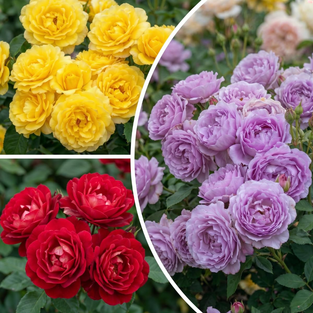 Rose Collection - 3 Plantes - Fleurs à Planter Exterieur - Parfumées - Vivaces & Résistantes - Plantes de Hollande - Mélange Coloré (pas de graines, pas artificiel)