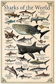 FJQWKLF Metall-Blechschilder „Sharks of the World“, Hai-Typen, Wissensposter, Hai-Wissenschaft, Infografik-Plaketten, Zuhause, Bauernhaus, Klassenzimmer, Kinderbildung, Wanddekoration, 20,3 x 30,5 cm