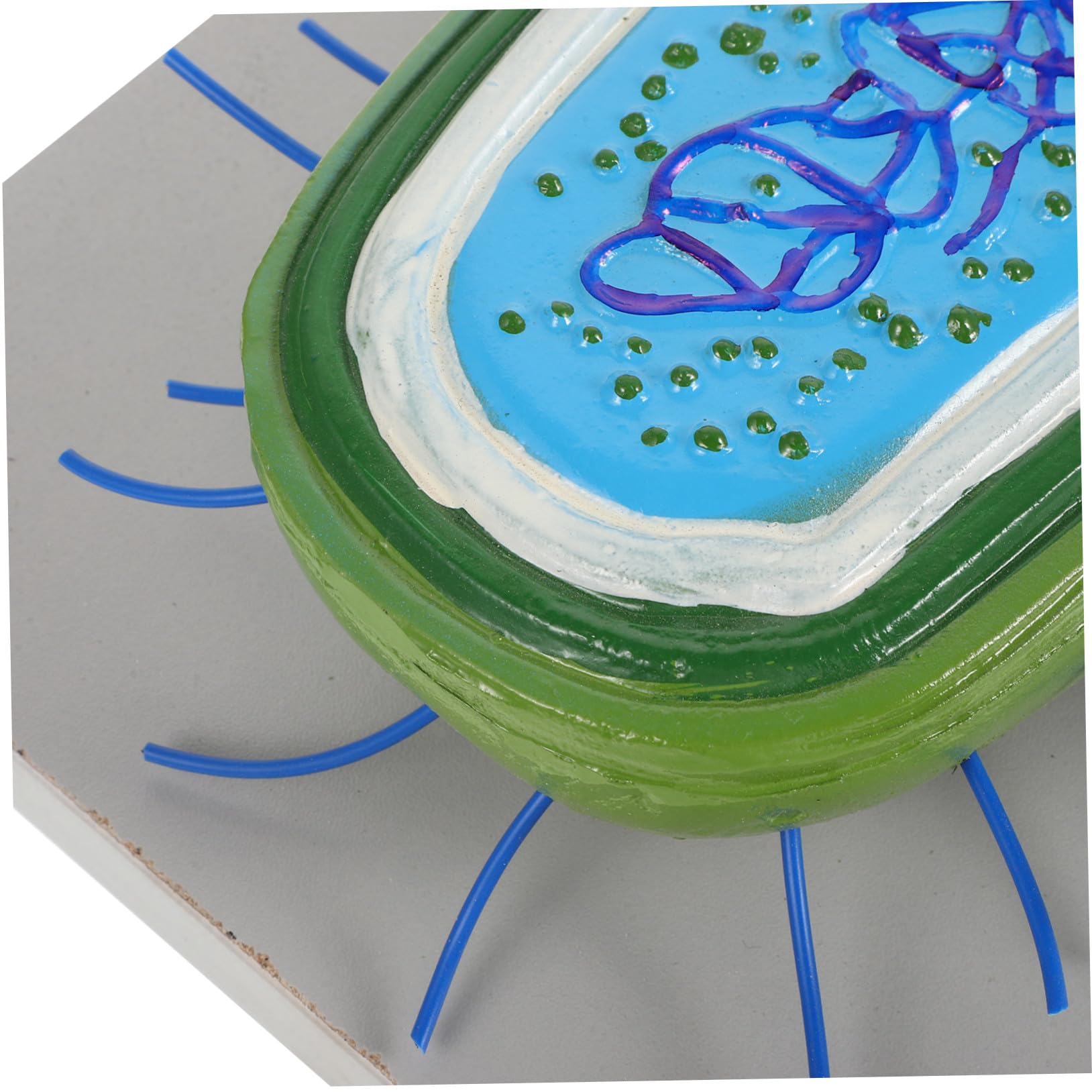 Anatomico Cellulare in Pvc per Studio di Biologia Cellulare Struttura Realistica, Strumento Didattico per Laboratori e Uffici