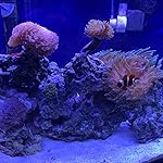 Review Image by Sudz Sudz