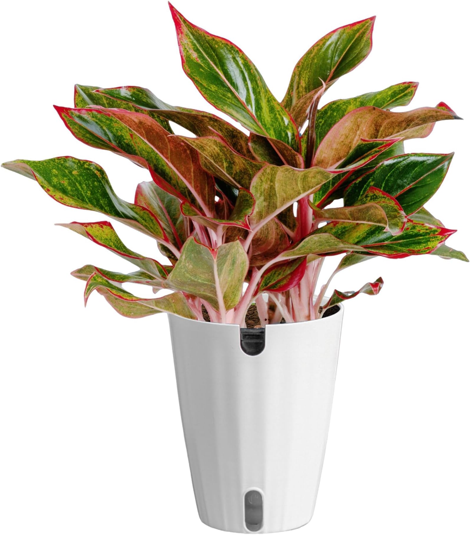 Costa Farms Red Chinese Evergreen Live Indoor Plant, Easy Care Houseplant in Modern Decor Planter, Excellent Housewarming Gift, Unique Home Decor, Room Décor, 15-Inches Tall