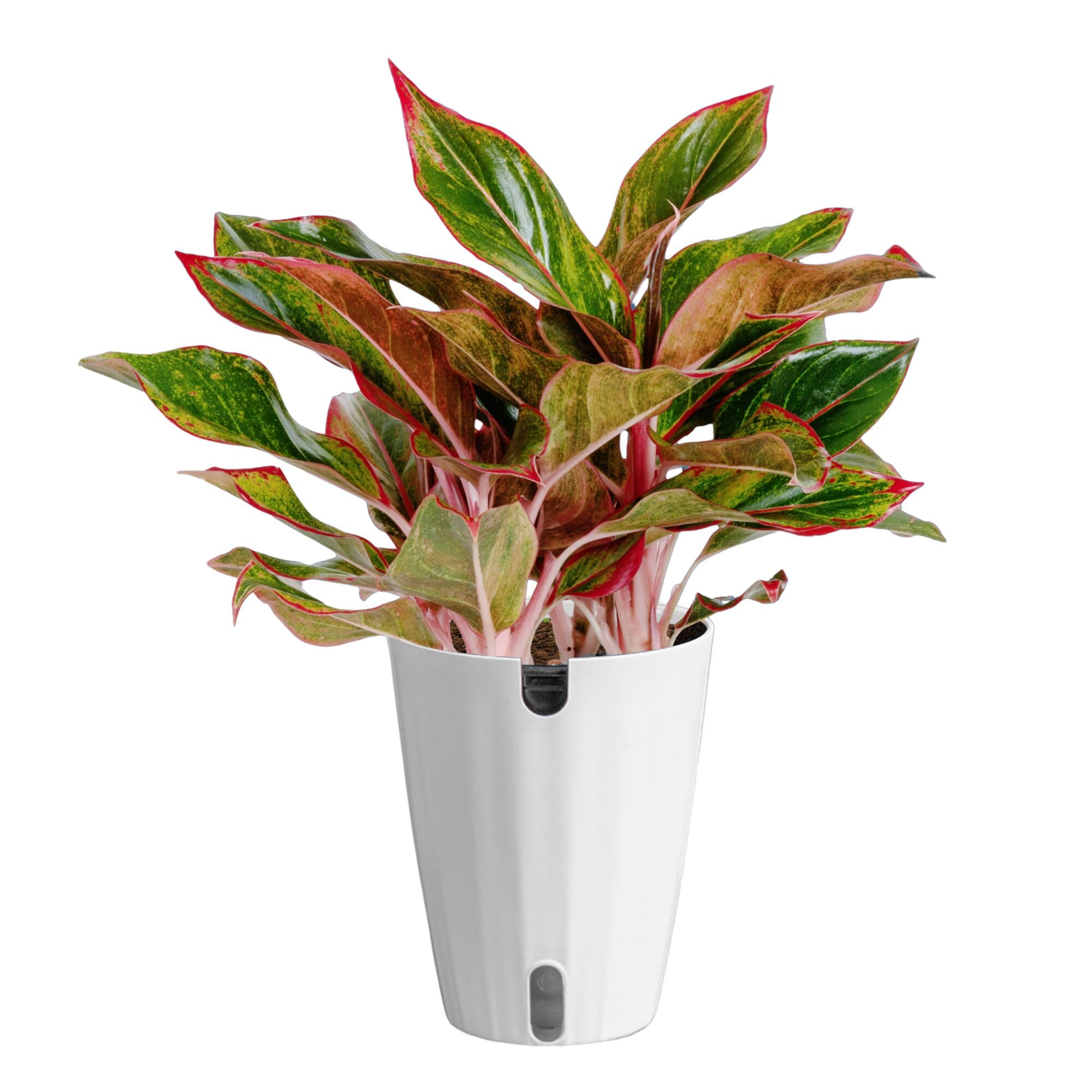 Costa Farms Red Chinese Evergreen Live Indoor Plant, Easy Care Houseplant in Modern Decor Planter, Excellent Housewarming Gift, Unique Home Decor, Room Décor, 15-Inches Tall