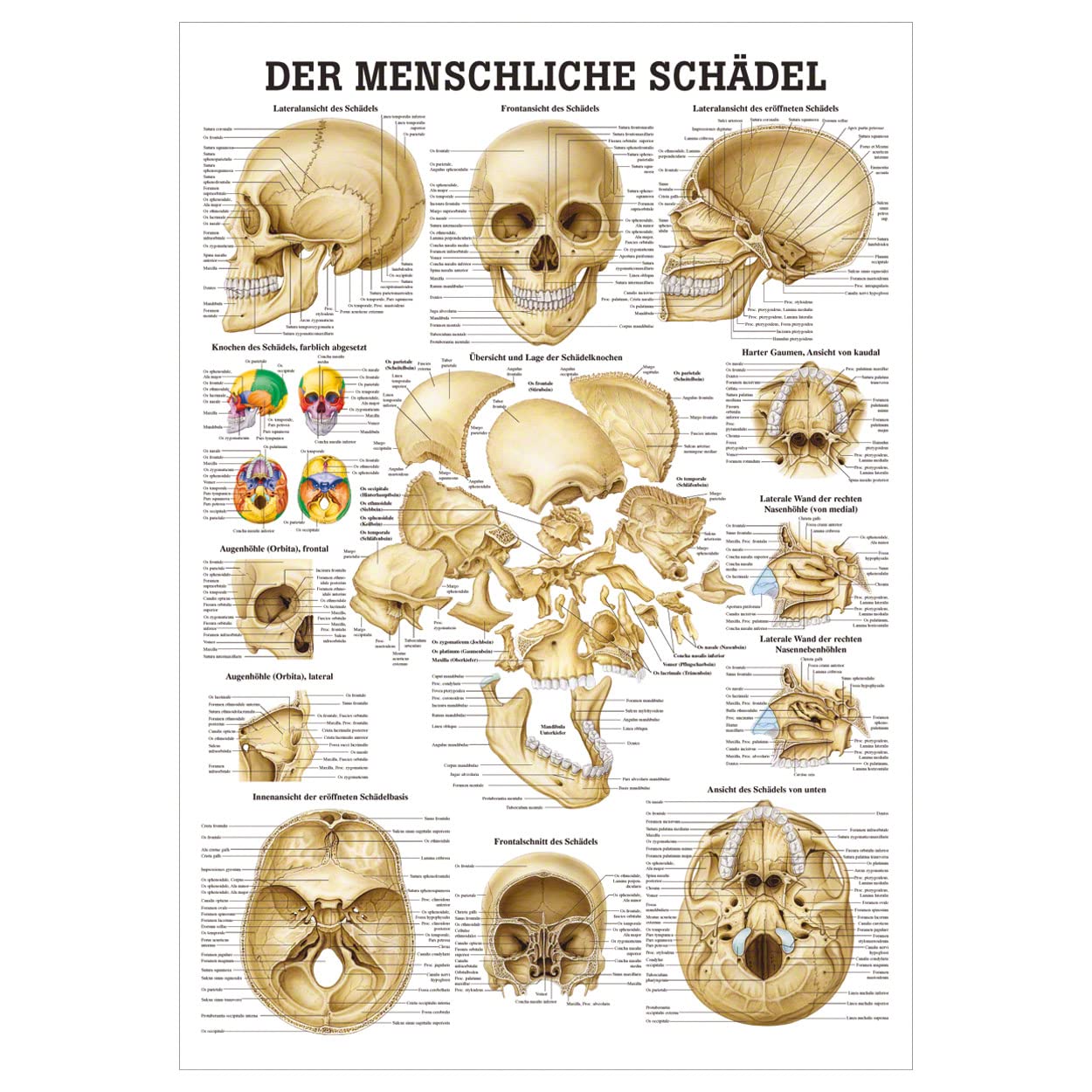 Produktbild von Sport-Tec Bänder Und Gelenke Lehrtafel – Anatomie 100x70 Cm, Beleistet, Mit Aufhängung – Für Medizin & Lehre