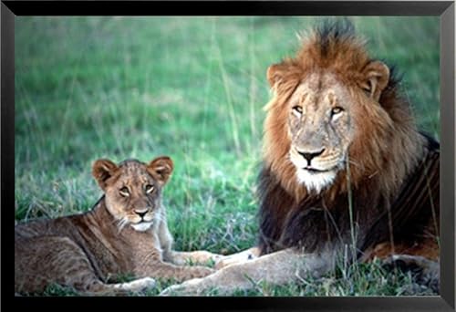 Buyartforless Póster enmarcado de león y leona, 36 x 24 pulgadas, diseño de leones relajándose en la hierba, hermoso animal