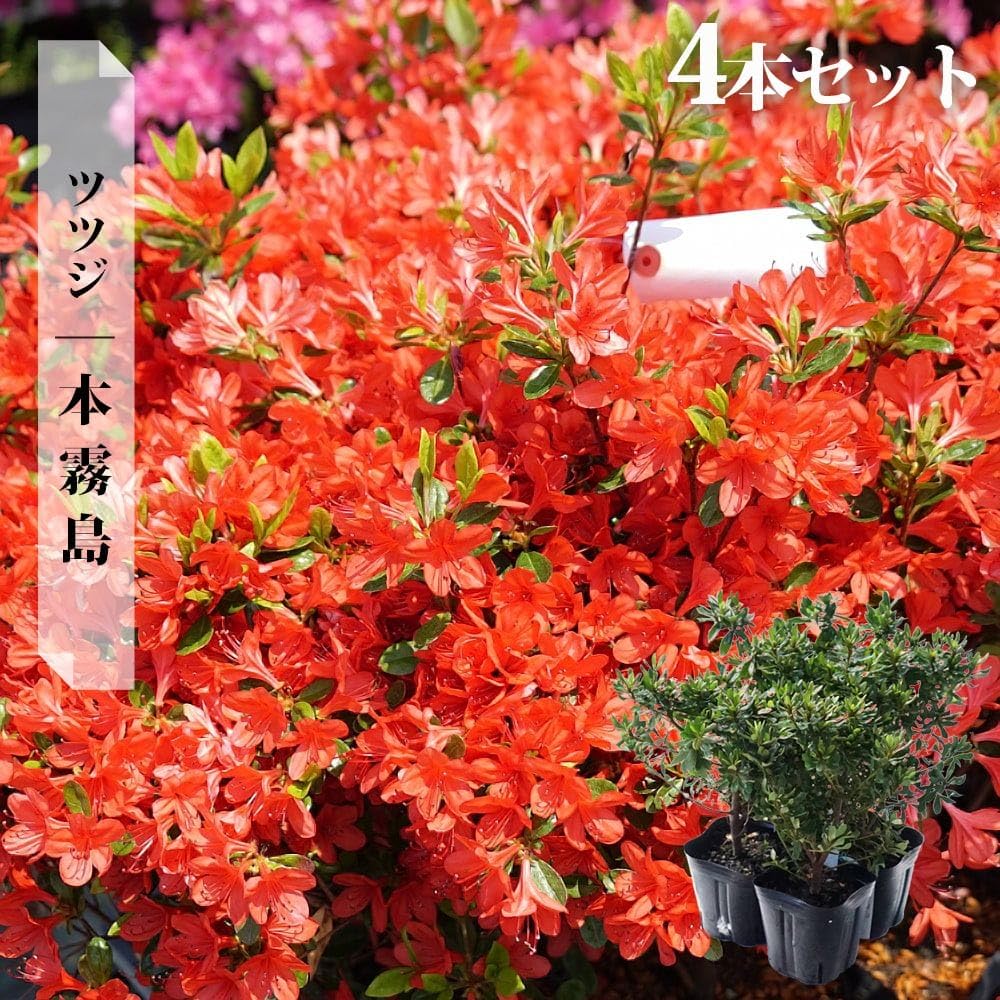 Amazon.co.jp: ツツジ 苗 クルメツツジ 【本霧島 （本キリシマ