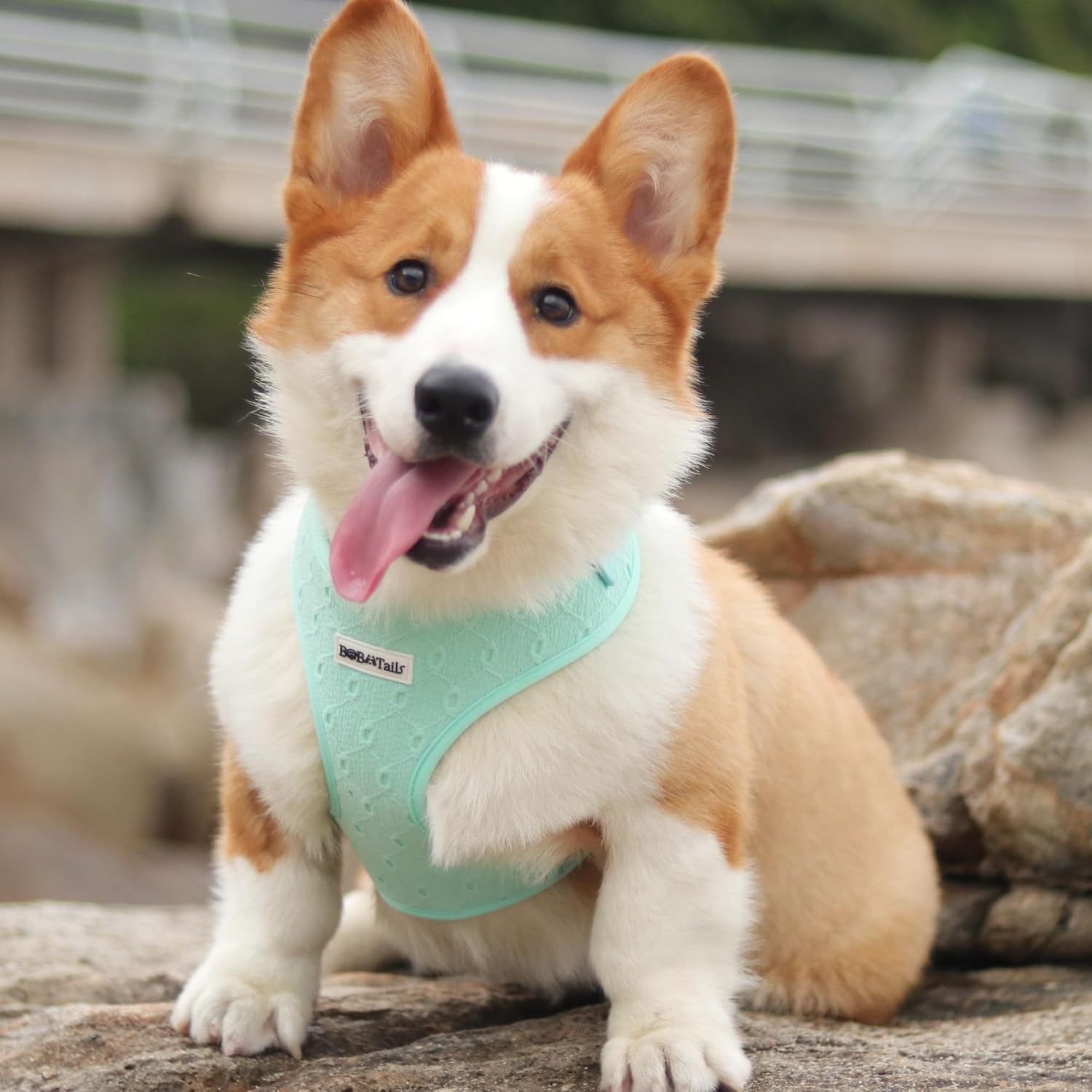 Silk Embroidery Dog Harness with D-Ring Leash Clip Set,Adjustable Soft Padded and Cotton Fabric Pet Vest for Medium and Small Dogs (Mint, Medium)