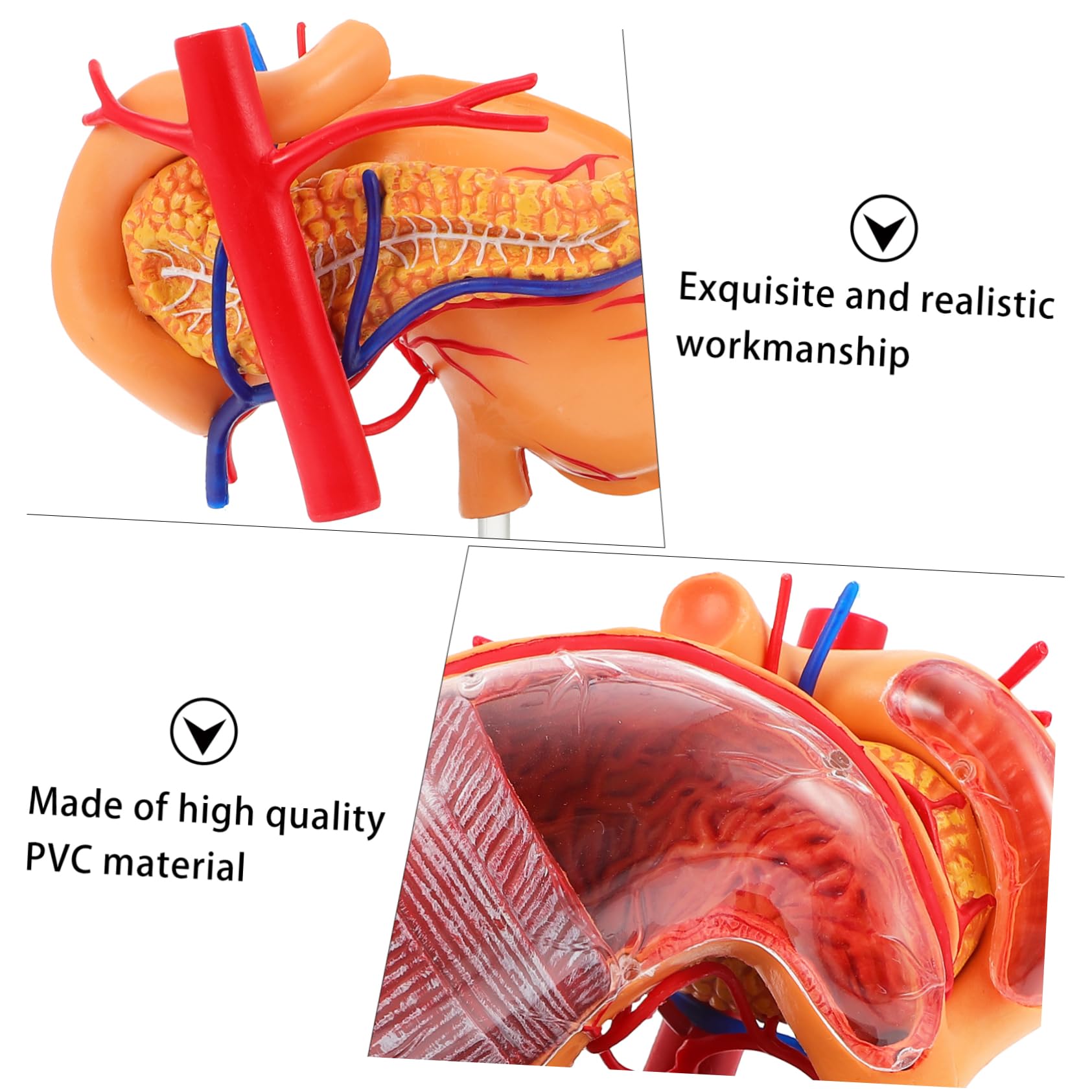 Alipis 1pezzi Modello Anatomico Stomaco in Strumento Didattico Per Materiale Per Insegnamento Biologico Per Dimostrazione Scolastica