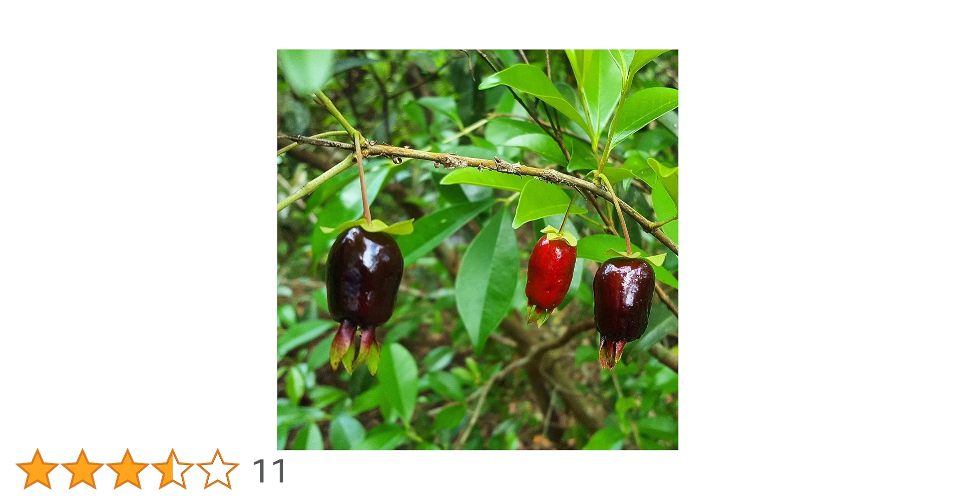 Amazon.co.jp: ITANSE セレージャ(ブラジルのイチゴの木)の苗木