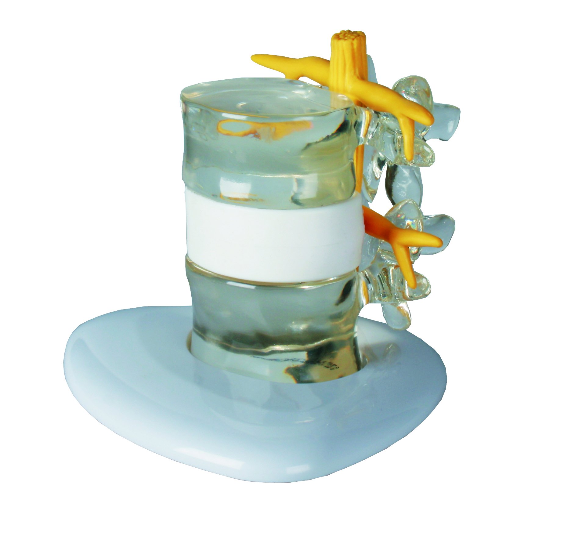 Erler-Zimmer 4400 Intervertebral Discs Incident Simulator