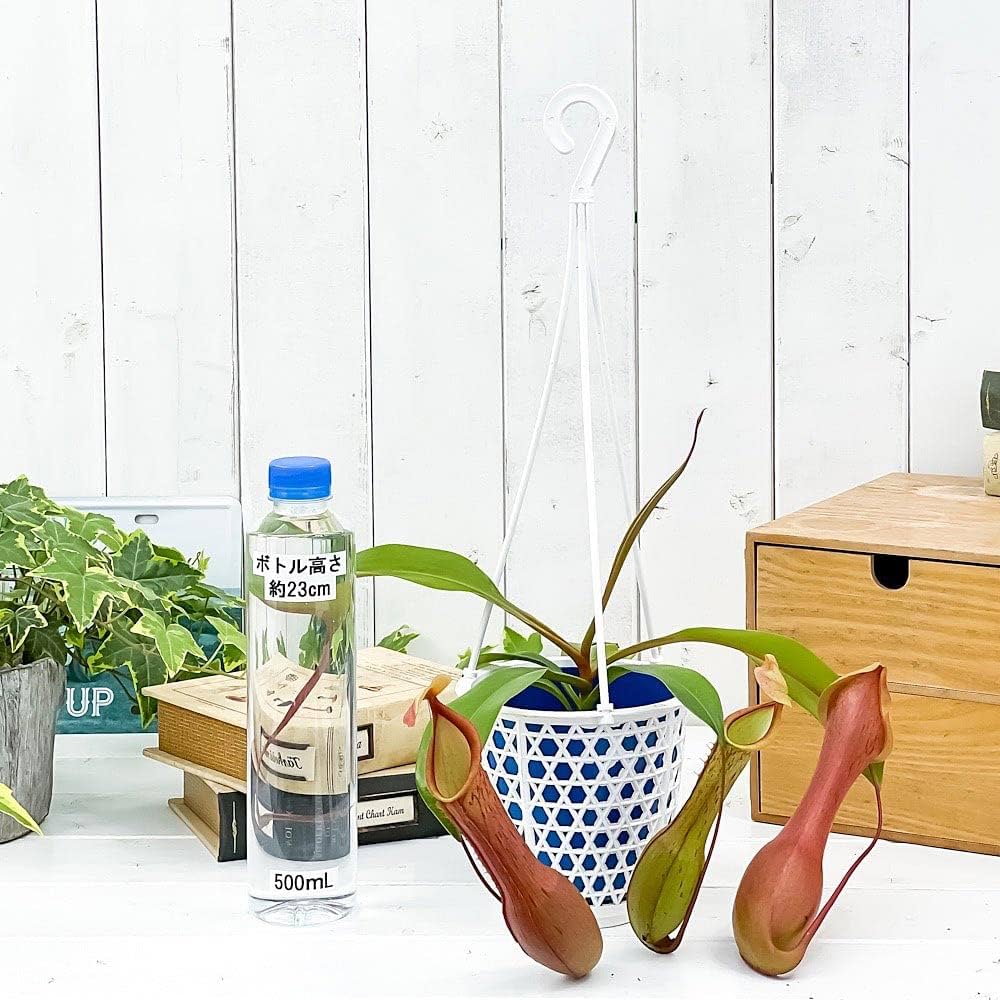Amazon｜PLANCHU 食虫植物 ネペンテス アラタ アカネ 4号吊り鉢