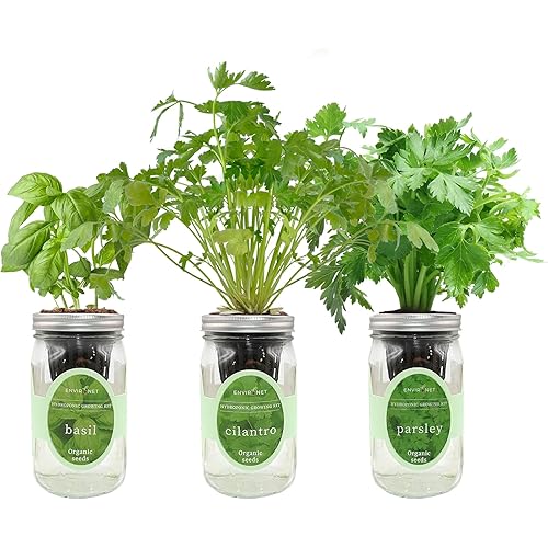 Hydroponic Herb Growing Kit Set, Self-Watering Mason Jar Herb Garden Starter Kit Indoor, Windowsill Herbs Garden, Grow Your Own Herbs from Organic Seeds (Basil, Cilantro and Parsley)