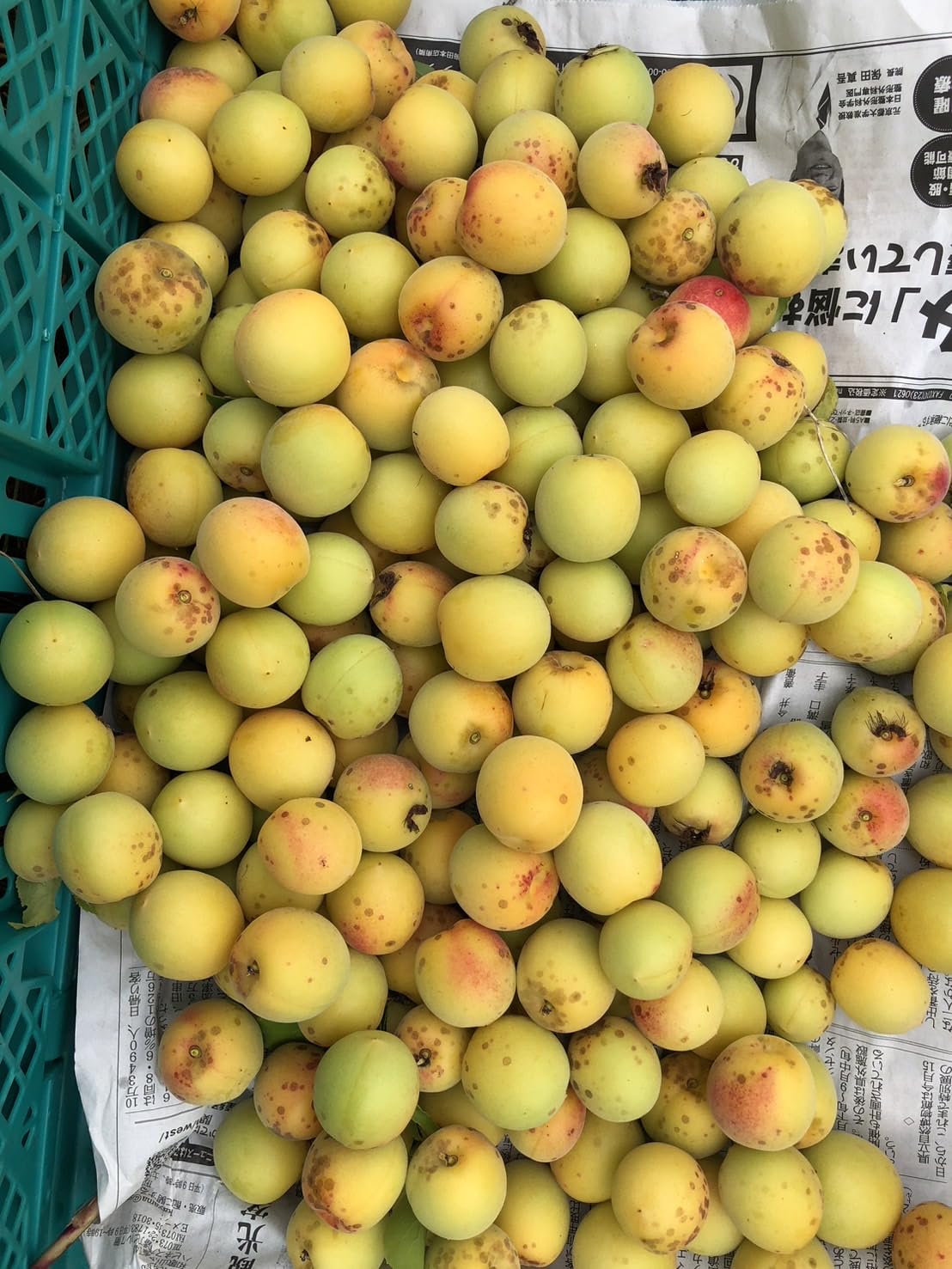 Amazon.co.jp: 【冷凍】無農薬梅 完熟梅 B品 1kg ~10kg 和歌山県産