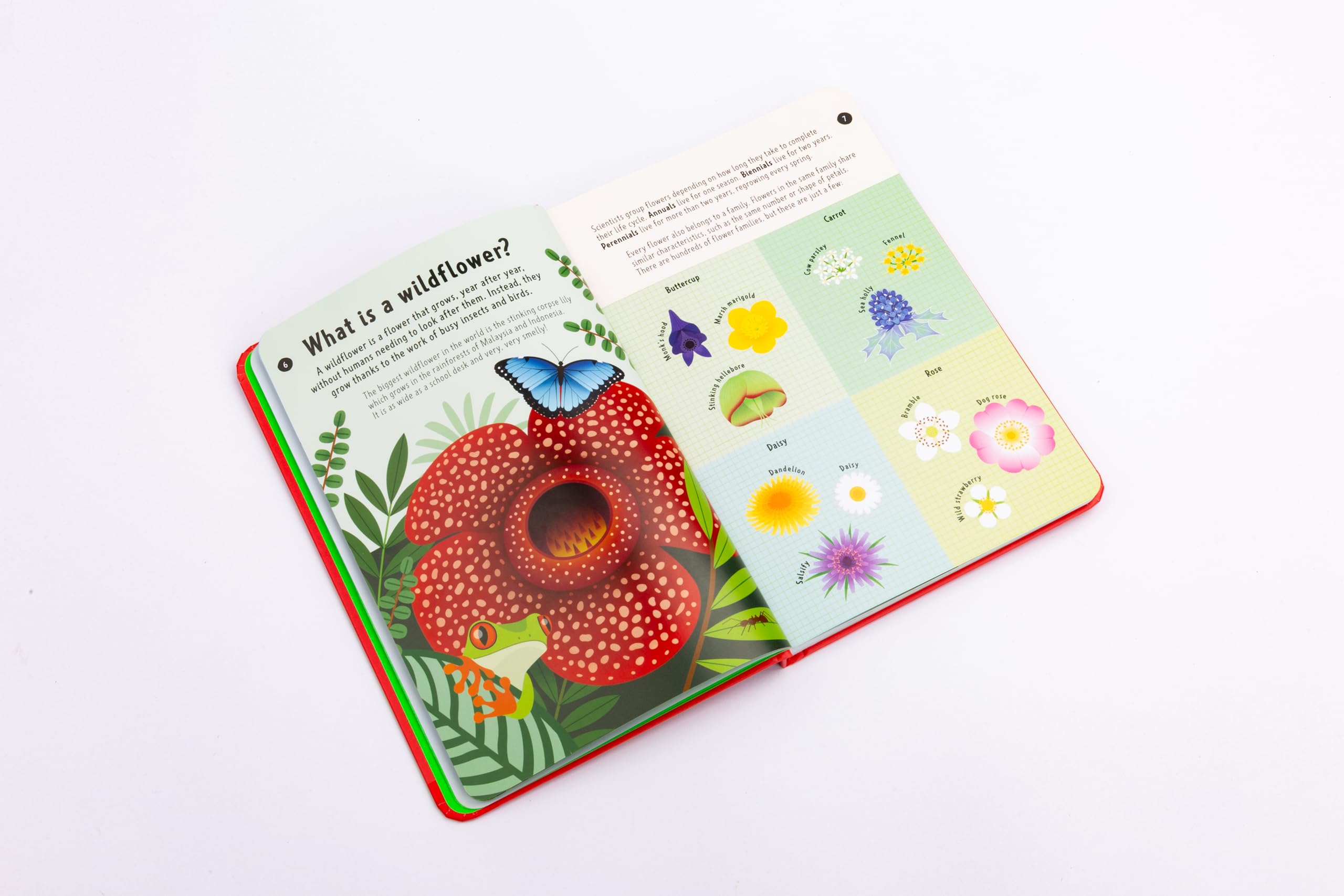 National Trust: Out and About: Wildflower Spotter: A children's guide to 65 different wildflowers