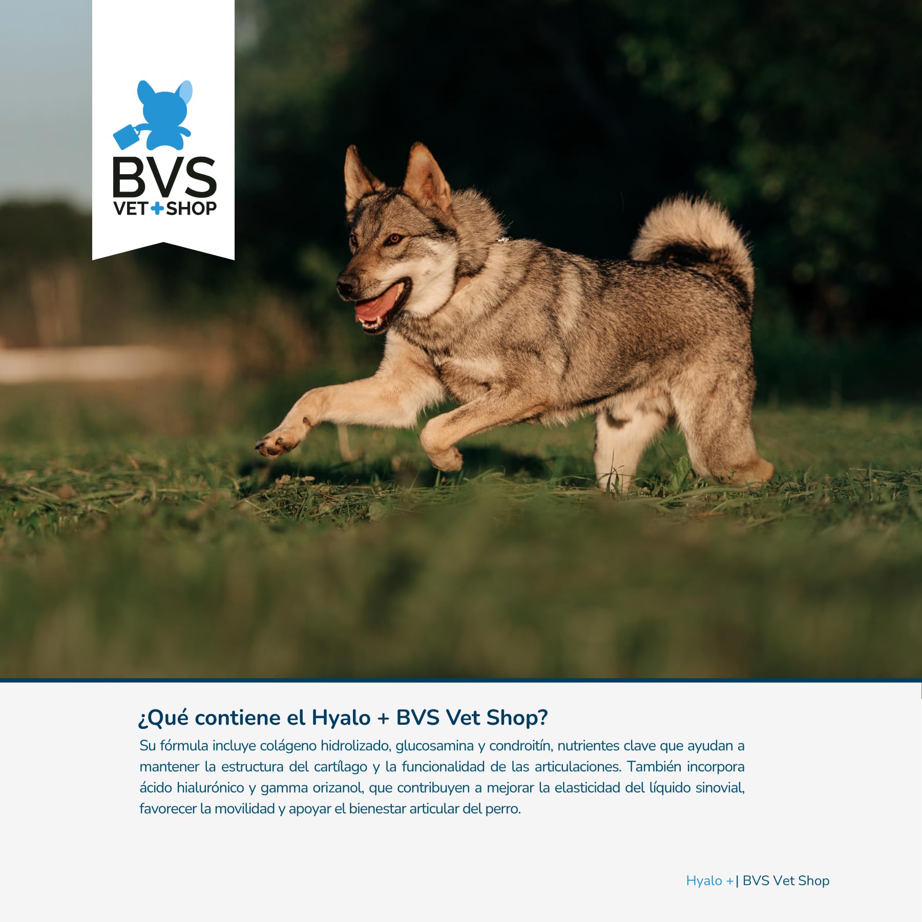 BVS Vet Shop | Hyalo Plus para Perros | Fortalece el Tejido cartilaginoso y Mejora la Movilidad de tu Mascota | 480 Comprimidos